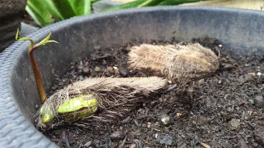 Bibit mangga yang ditanam dari biji. (Foto: Dokumen pribadi).